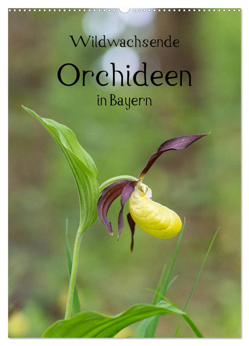 Wildwachsende Orchideen in Bayern (CALVENDO Wandkalender 2024)