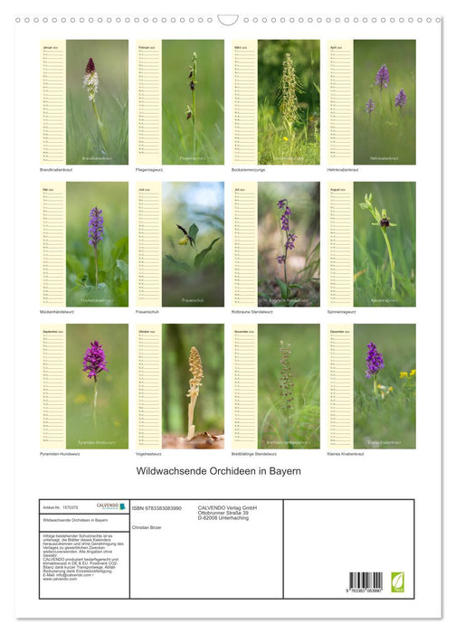 Wildwachsende Orchideen in Bayern (CALVENDO Wandkalender 2024)