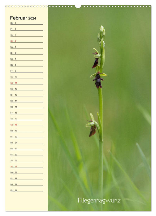 Wildwachsende Orchideen in Bayern (CALVENDO Wandkalender 2024)