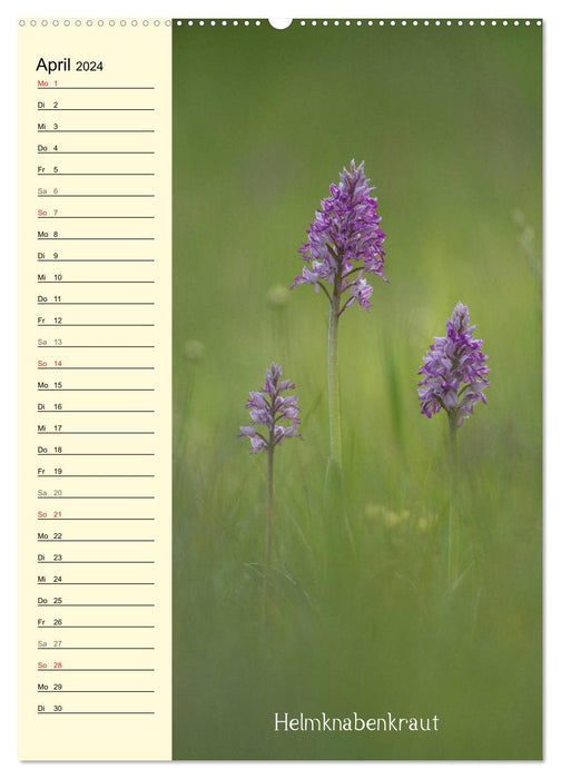 Wildwachsende Orchideen in Bayern (CALVENDO Wandkalender 2024)