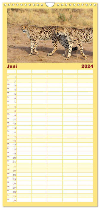 Geparden - Begegnungen in Afrika (CALVENDO Familienplaner 2024)