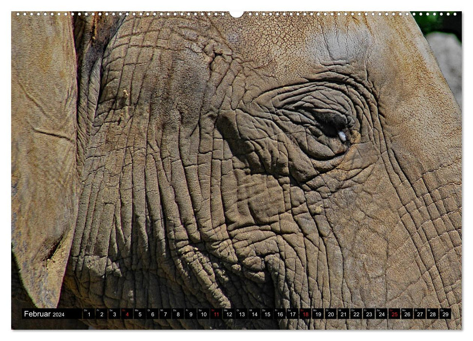 Afrika - Welt der Tiere (CALVENDO Premium Wandkalender 2024)