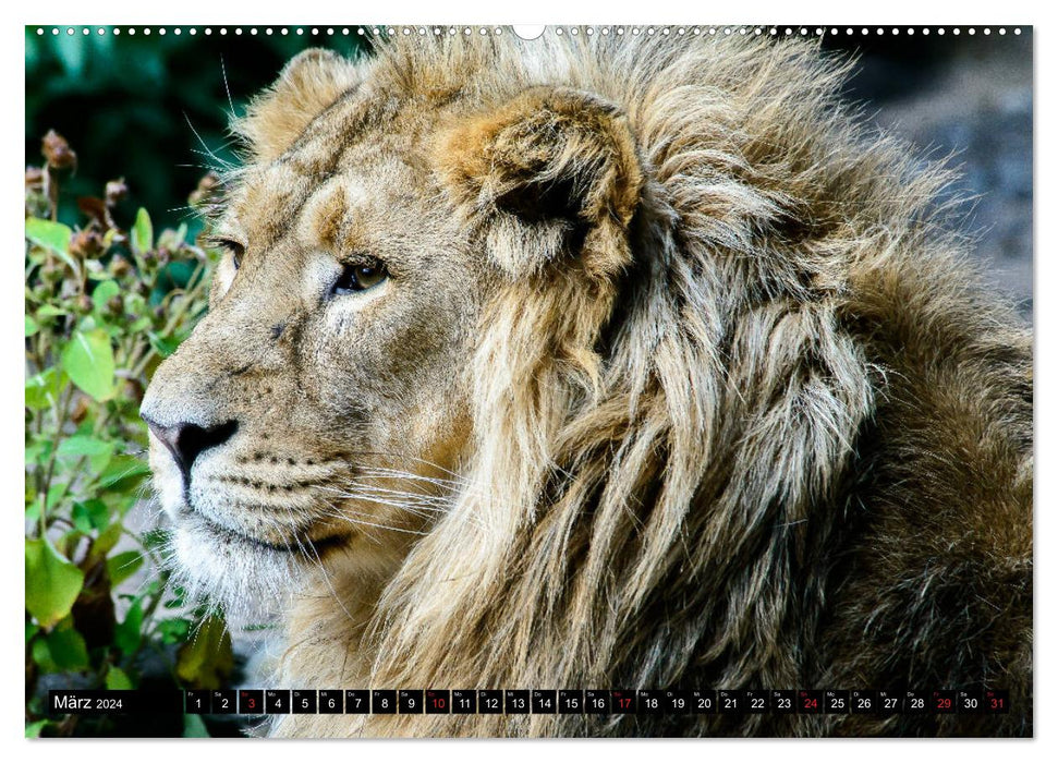 Afrique – Monde des animaux (Calendrier mural CALVENDO Premium 2024) 