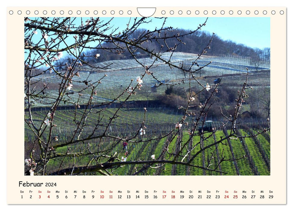 Paysage viticole - Heppenheim an der Bergstrasse (calendrier mural CALVENDO 2024) 