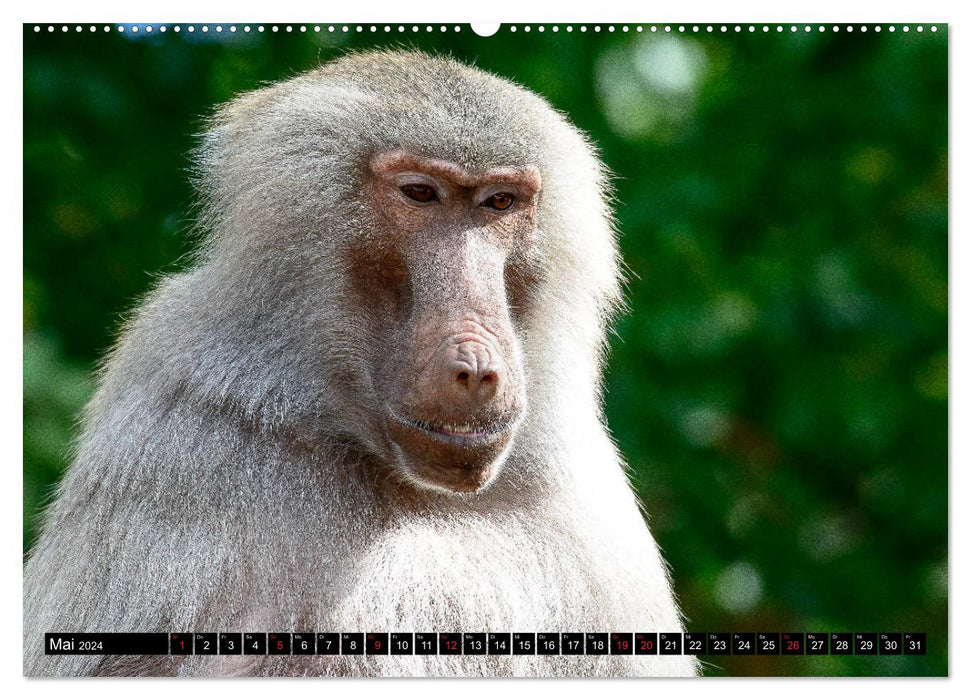 Afrika - Welt der Tiere (CALVENDO Wandkalender 2024)