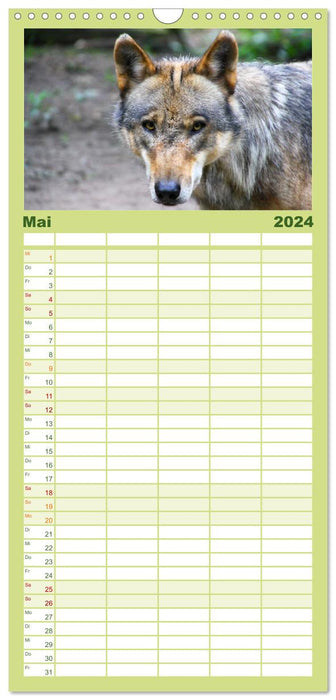 Wölfe - Tierische Impressionen (CALVENDO Familienplaner 2024)