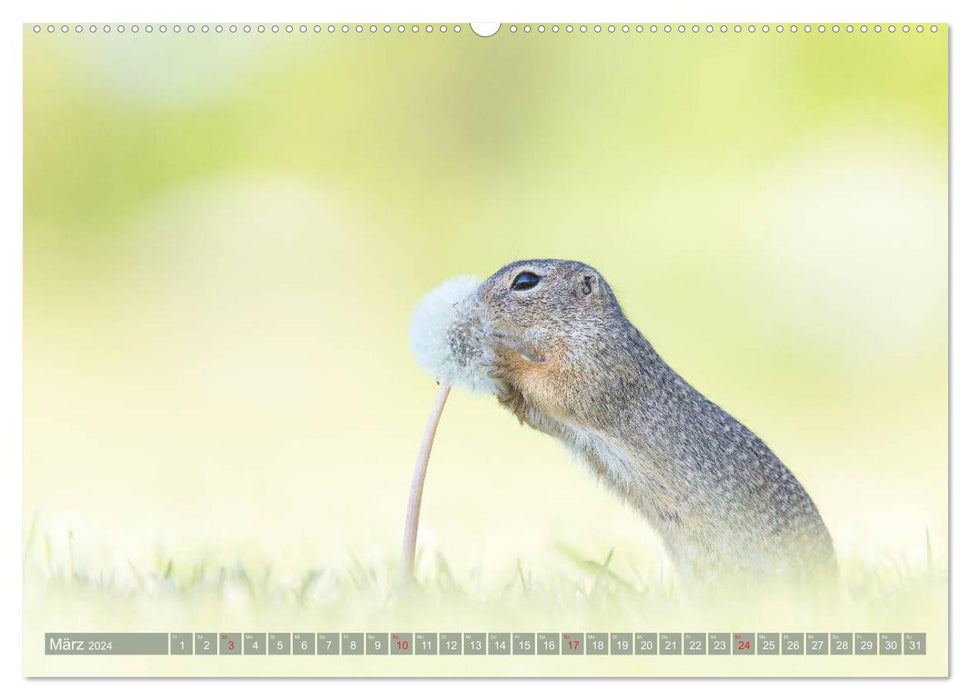 Adorables écureuils terrestres - rongeurs menacés d'extinction (calendrier mural CALVENDO 2024) 