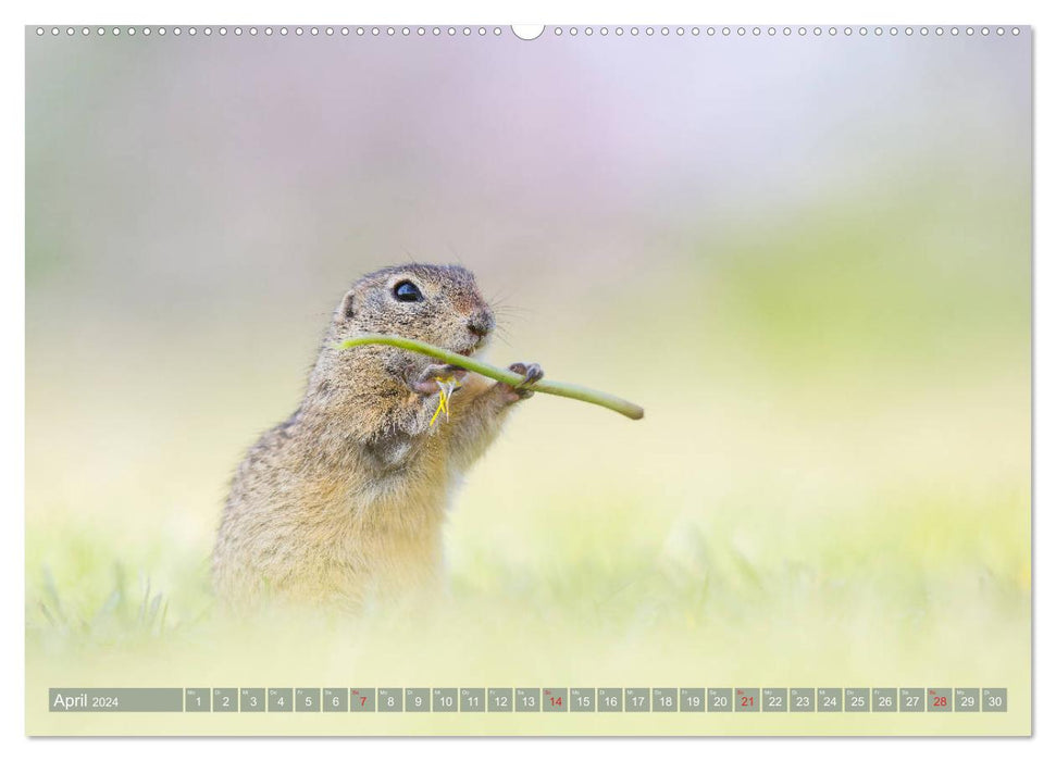 Adorables écureuils terrestres - rongeurs menacés d'extinction (calendrier mural CALVENDO 2024) 