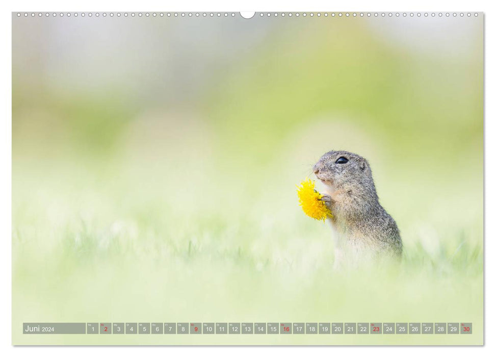 Liebenswerte Ziesel - vom Aussterben bedrohte Nagetiere (CALVENDO Wandkalender 2024)