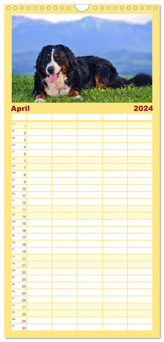Augenblicke mit dem Berner Sennenhund (CALVENDO Familienplaner 2024)