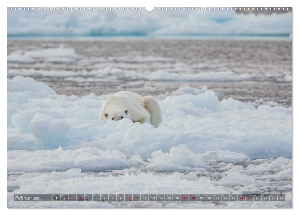 Svalbard-Momente (CALVENDO Wandkalender 2024)