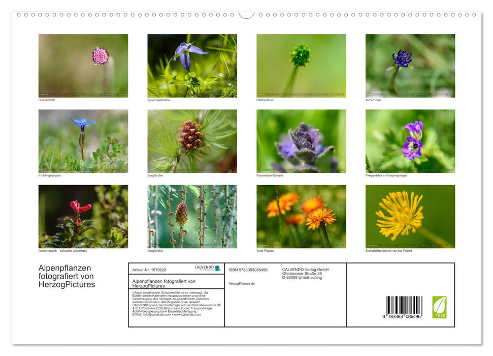 Plantes alpines photographiées par HerzogPictures (Calendrier mural CALVENDO Premium 2024) 