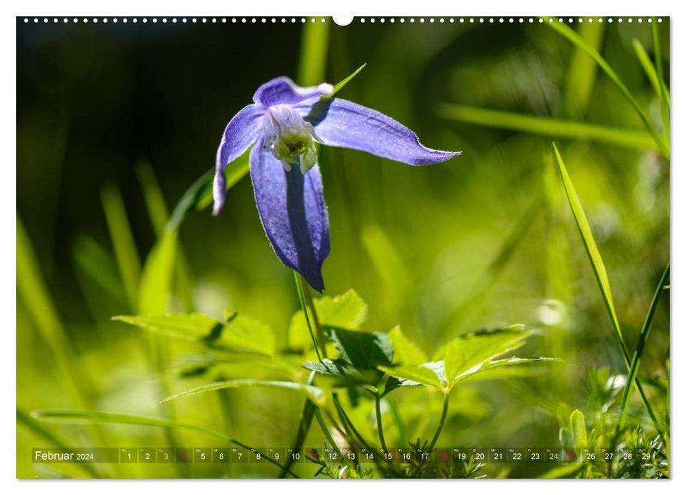 Alpenpflanzen fotografiert von HerzogPictures (CALVENDO Premium Wandkalender 2024)