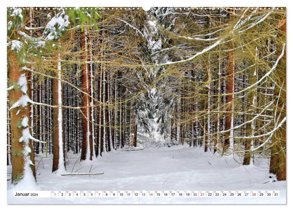 Les beautés des forêts - impressions atmosphériques (Calendrier mural CALVENDO Premium 2024) 