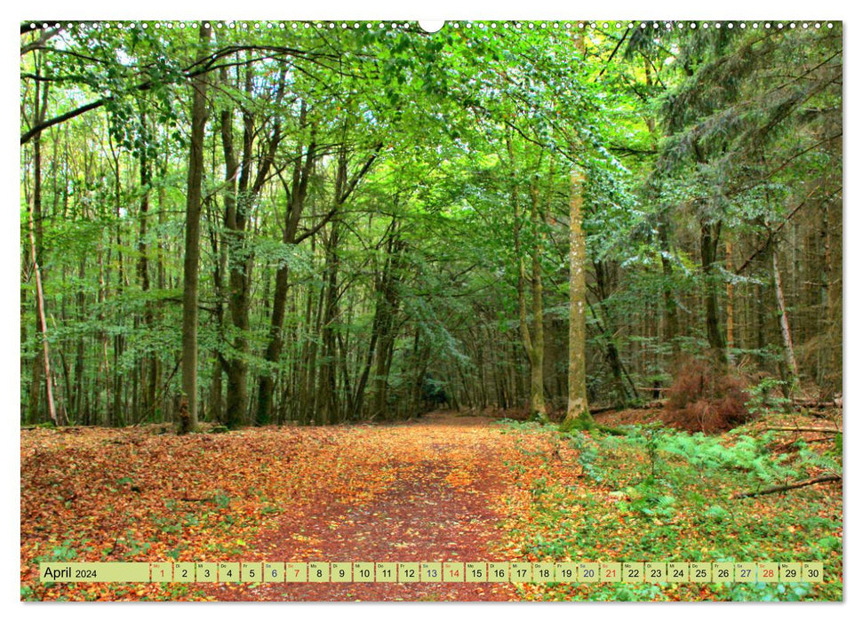 Die Schönheiten der Wälder - Stimmungsvolle Impressionen (CALVENDO Premium Wandkalender 2024)