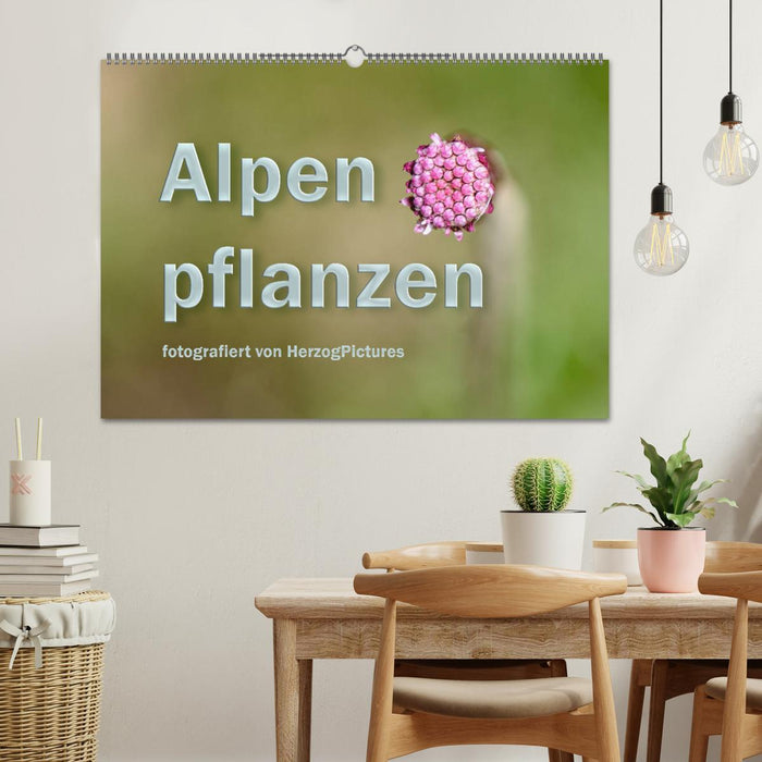 Alpenpflanzen fotografiert von HerzogPictures (CALVENDO Wandkalender 2024)