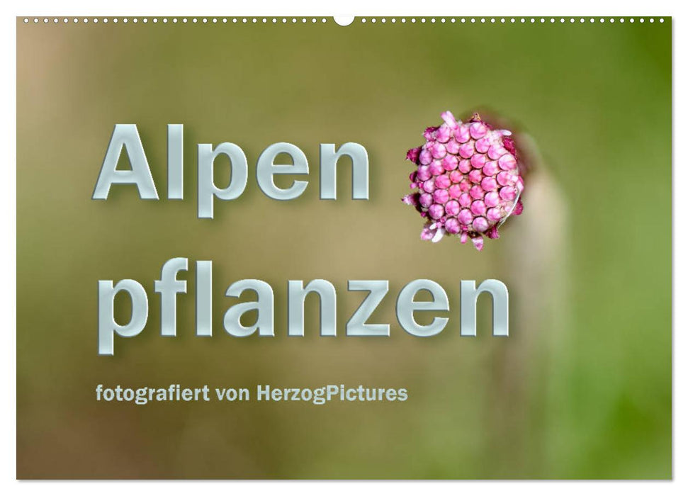 Alpenpflanzen fotografiert von HerzogPictures (CALVENDO Wandkalender 2024)