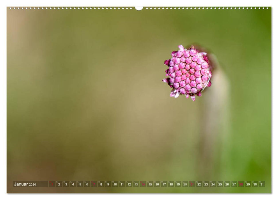 Alpenpflanzen fotografiert von HerzogPictures (CALVENDO Wandkalender 2024)