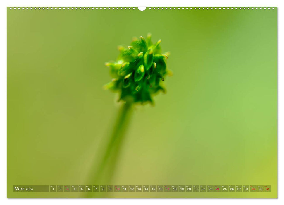 Alpenpflanzen fotografiert von HerzogPictures (CALVENDO Wandkalender 2024)