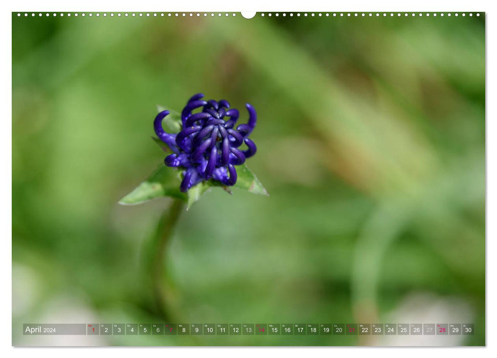 Alpenpflanzen fotografiert von HerzogPictures (CALVENDO Wandkalender 2024)