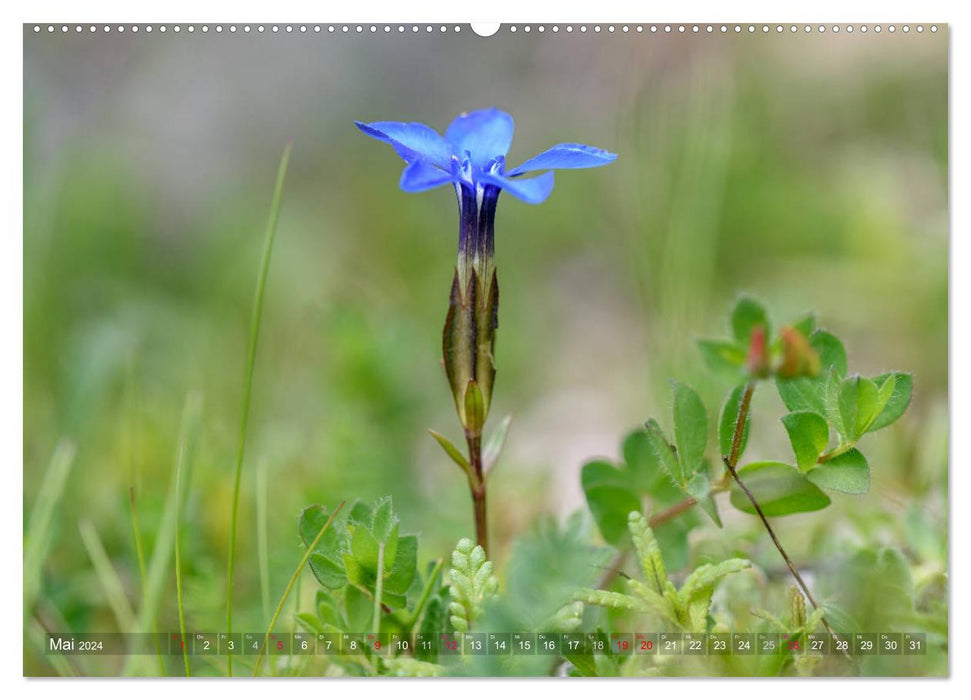 Alpenpflanzen fotografiert von HerzogPictures (CALVENDO Wandkalender 2024)