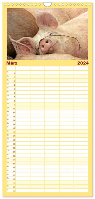 Der Schweinekalender (CALVENDO Familienplaner 2024)