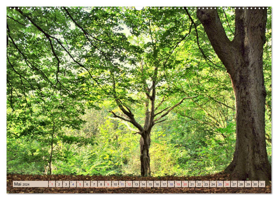 Die Schönheiten der Wälder - Stimmungsvolle Impressionen (CALVENDO Wandkalender 2024)