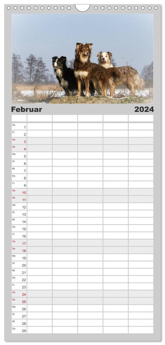 Australian Shepherd - Traum auf vier Pfoten (CALVENDO Familienplaner 2024)