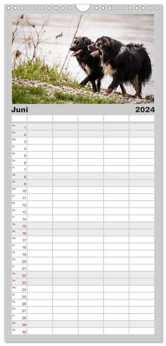 Australian Shepherd - Traum auf vier Pfoten (CALVENDO Familienplaner 2024)
