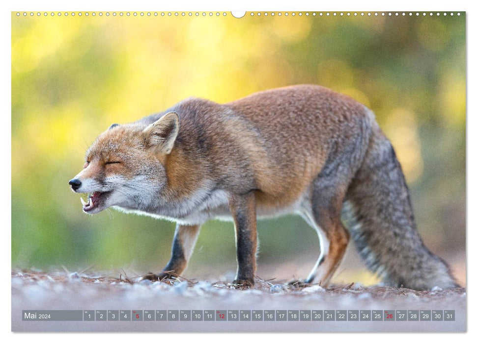 Bezaubernder Fuchs - ein Freund auf leisen Sohlen (CALVENDO Wandkalender 2024)