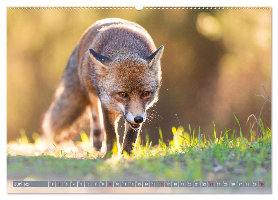 Bezaubernder Fuchs - ein Freund auf leisen Sohlen (CALVENDO Wandkalender 2024)