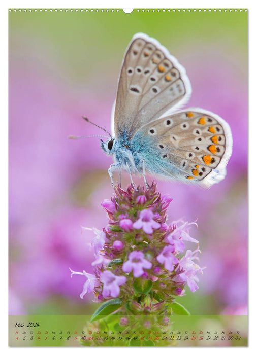 Kunterbuntes Gartenleben - Schmetterlinge in Gärten und Parks (CALVENDO Premium Wandkalender 2024)