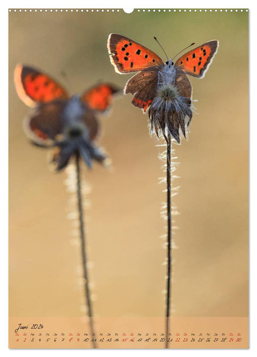 Kunterbuntes Gartenleben - Schmetterlinge in Gärten und Parks (CALVENDO Premium Wandkalender 2024)