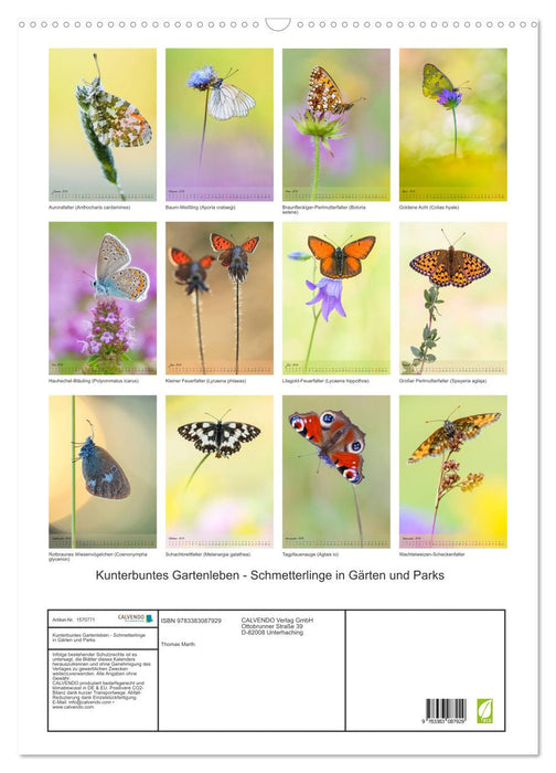 Kunterbuntes Gartenleben - Schmetterlinge in Gärten und Parks (CALVENDO Wandkalender 2024)