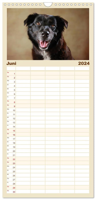 Charmante Australian Shepherds (CALVENDO Familienplaner 2024)