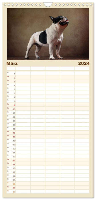 Charme auf vier Pfoten - Französische Bulldoggen Portraits (CALVENDO Familienplaner 2024)