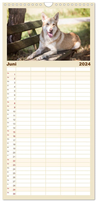 Wolfshunde 2024 (CALVENDO Familienplaner 2024)