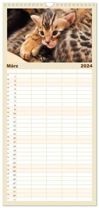 Bengal Kätzchen (CALVENDO Familienplaner 2024)