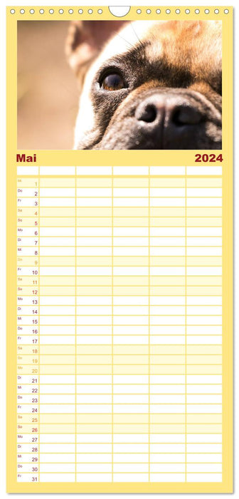 Französische Bulldoggen - Schutzengel auf 4 Pfoten (CALVENDO Familienplaner 2024)