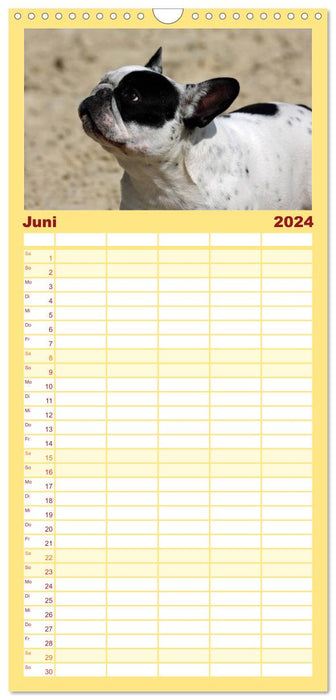 Französische Bulldoggen - Schutzengel auf 4 Pfoten (CALVENDO Familienplaner 2024)