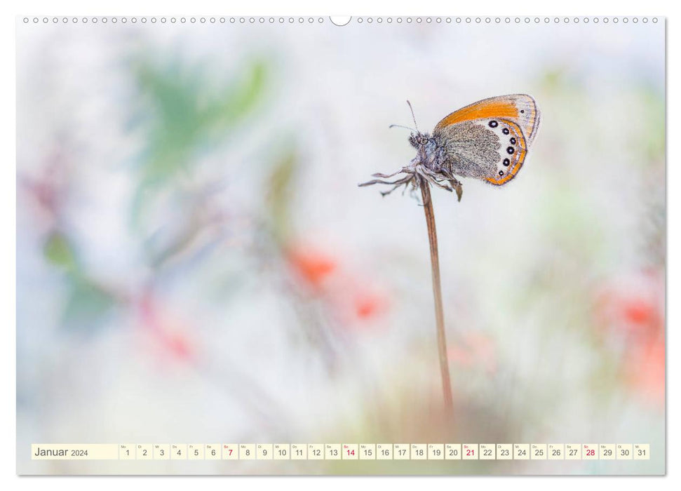 Schmetterlinge in zauberhaften Blumenwiesen (CALVENDO Wandkalender 2024)