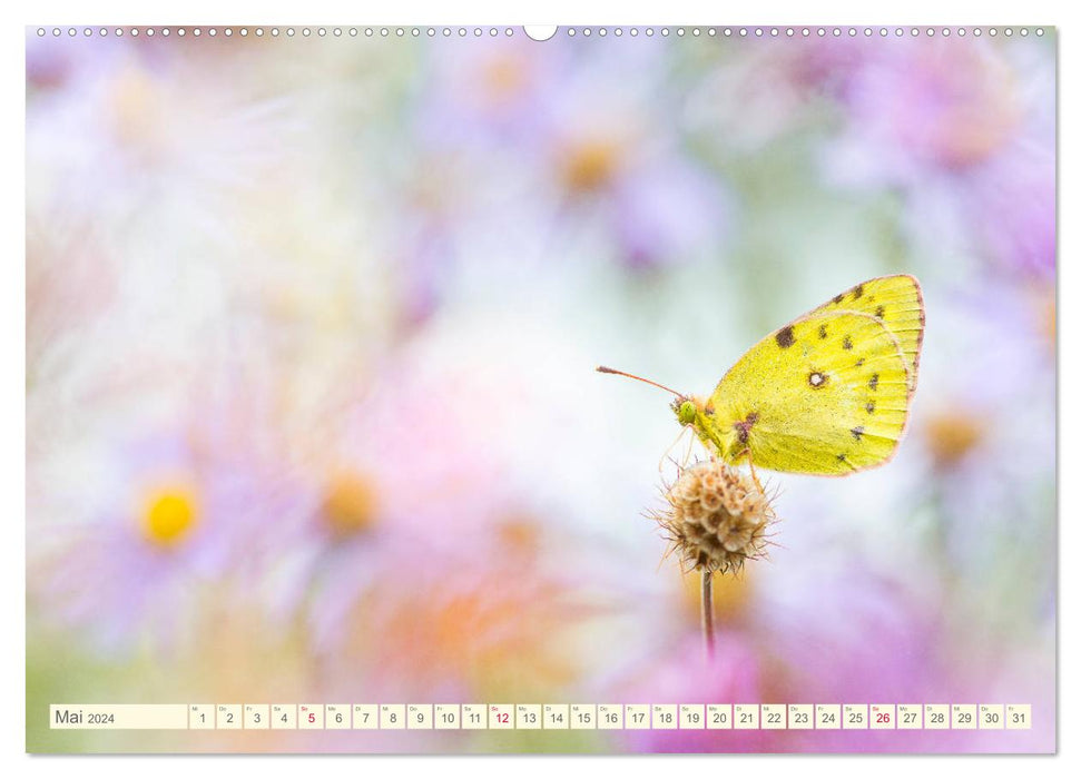 Papillons dans des prairies fleuries magiques (calendrier mural CALVENDO 2024) 