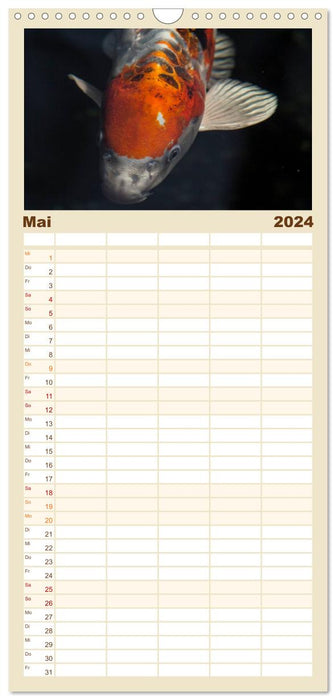 Nishikigoi oder Koi Karpfen (CALVENDO Familienplaner 2024)