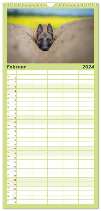Belgischer Schäferhund - Der Malinois (CALVENDO Familienplaner 2024)