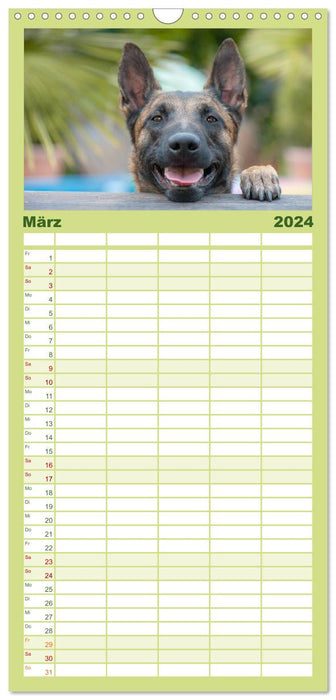 Belgischer Schäferhund - Der Malinois (CALVENDO Familienplaner 2024)
