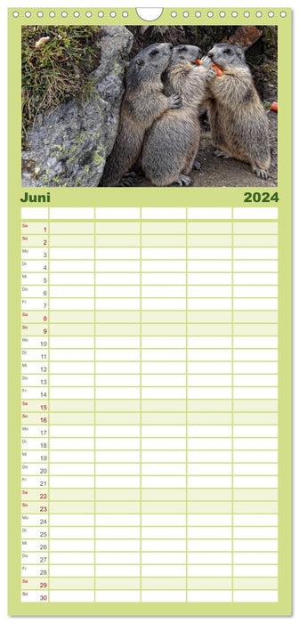 Wildlife - Verspielte Murmeltiere (CALVENDO Familienplaner 2024)
