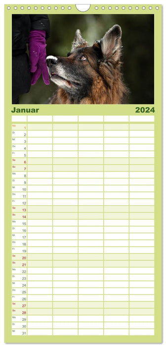 Zauberhafte Langhaar Schäferhunde (CALVENDO Familienplaner 2024)