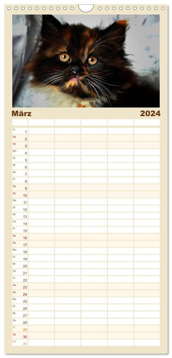 Katzen im Porträt / Geburtstagskalender (CALVENDO Familienplaner 2024)