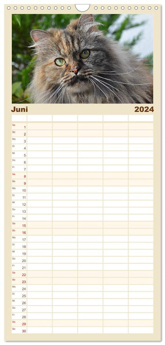 Katzen im Porträt / Geburtstagskalender (CALVENDO Familienplaner 2024)