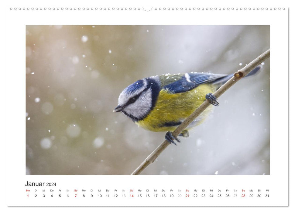 Invités du jardin à plumes, mésanges bleues (Calendrier mural CALVENDO 2024) 